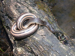 Liodytes rigida sinicola