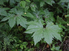 Filipendula palmata