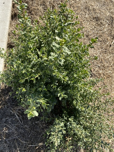 iNaturalist observation photo of coyote brush