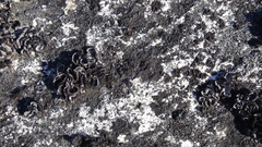 Umbilicaria cylindrica