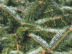 Abies spectabilis