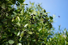 Elaeodendron curtipendulum