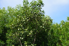 Elaeodendron curtipendulum