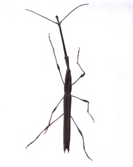 Ithystenus