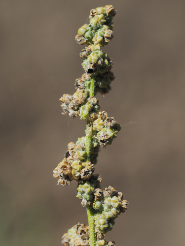 Pitseed goosefoot (Chenopodium berlandieri)