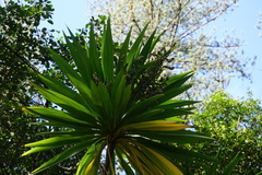 Cordyline obtecta