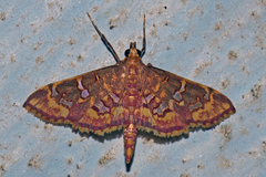 Ischnurges gratiosalis