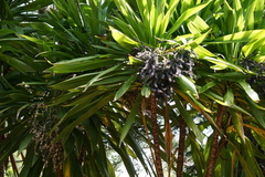 Cordyline obtecta