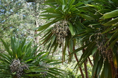 Cordyline obtecta