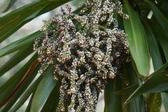 Cordyline obtecta