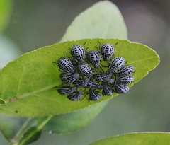 Cappaea taprobanensis