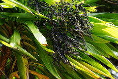 Cordyline obtecta