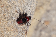 Phymonotus jacintotopos