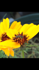 Thelesperma filifolium