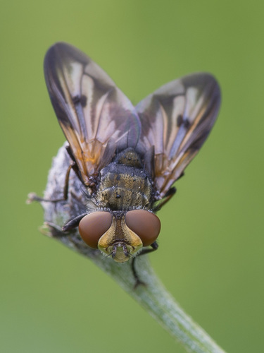 Ectophasia crassipennis nuotrauka
