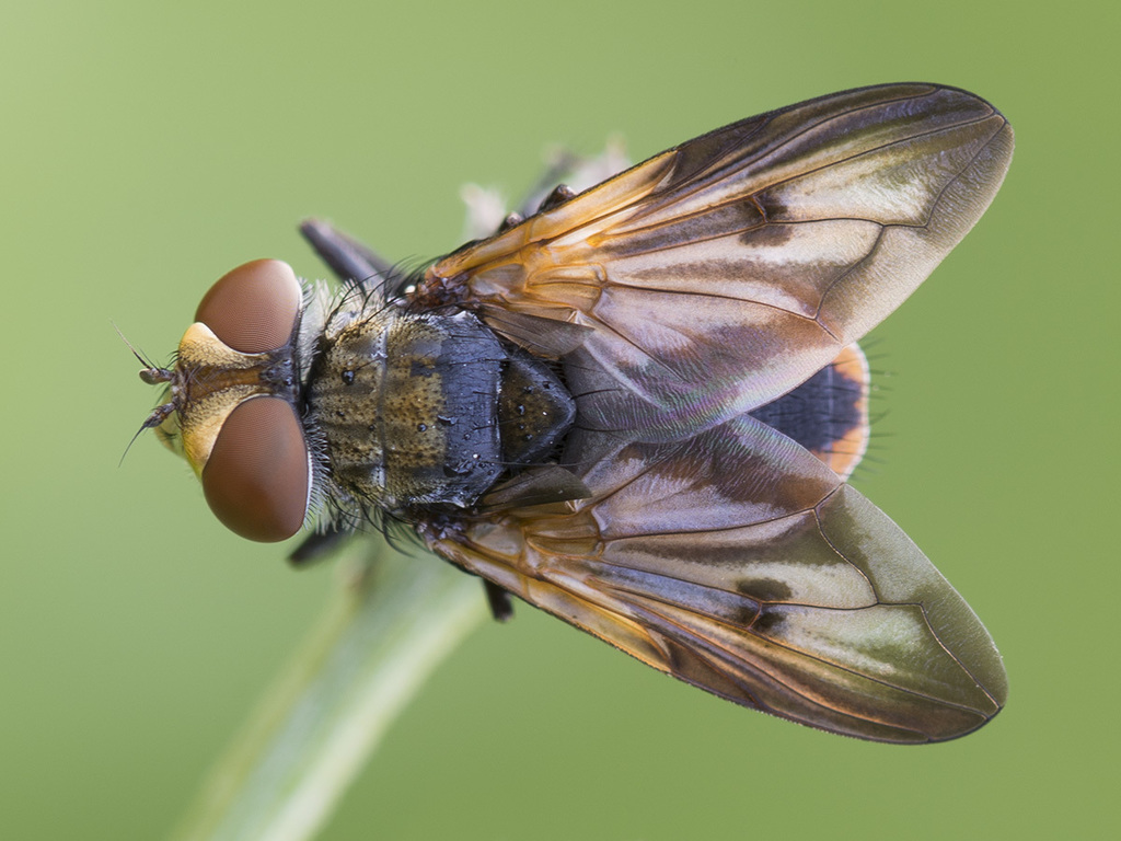 Пестрая Фазия – Phasia = Ectophasia crassipennis f.