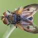 Ectophasia crassipennis - Photo (c) Vladimir Bryukhov, some rights reserved (CC BY-NC), uploaded by Vladimir Bryukhov