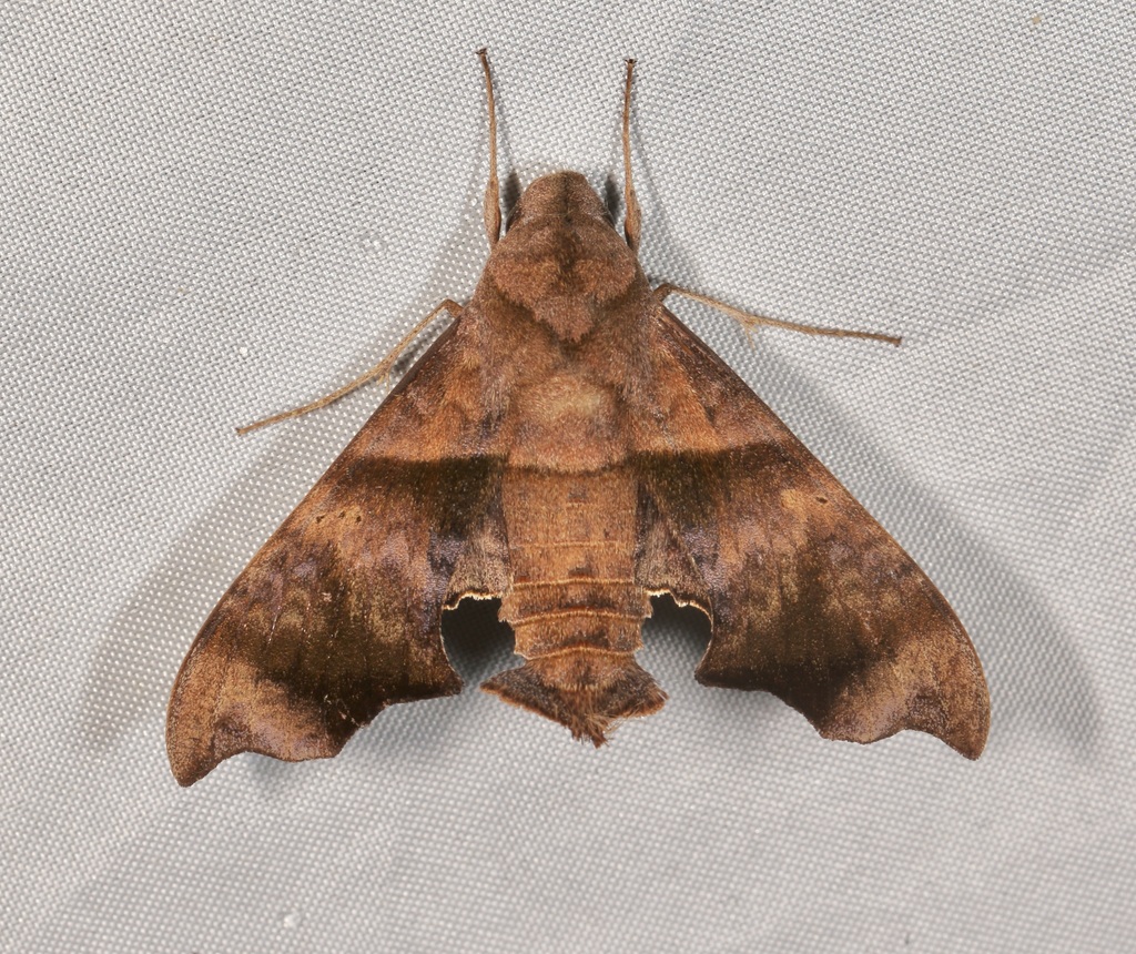 Perigonia pittieri