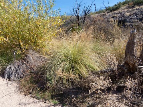 Deergrass