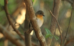 Cyornis rubeculoides