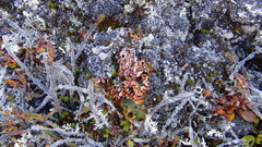 Solorina crocea