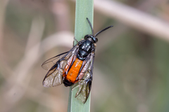 Lophyrotoma analis