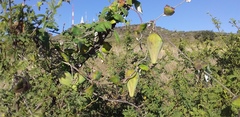 Funastrum pannosum