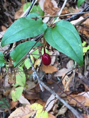 Tripterospermum trinervium