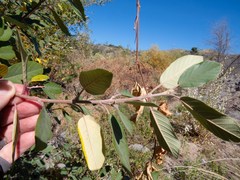 Frangula californica ursina