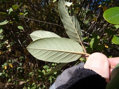 Frangula californica ursina