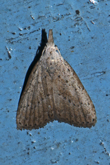 Meganola brunellus
