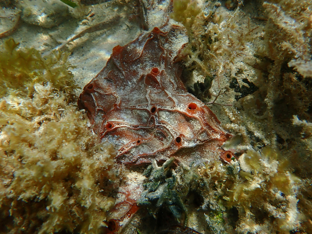 Placospongia intermedia