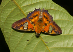 Myscelus santhilarius