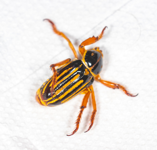 Ancistrosoma klugii