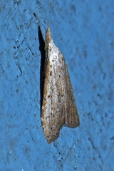 Meganola brunellus