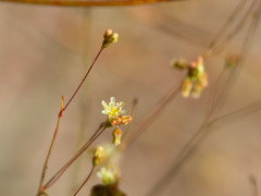 Eriogonum arizonicum