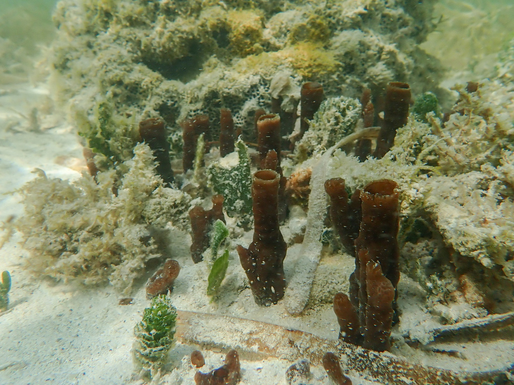 Siphonodictyon siphonum