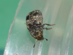 Trigonorhinus strigosus