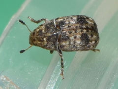 Trigonorhinus strigosus