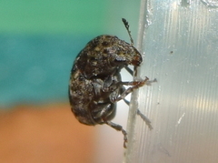 Trigonorhinus strigosus