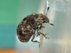 Trigonorhinus strigosus