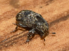 Trigonorhinus strigosus