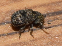 Trigonorhinus strigosus