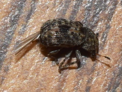 Trigonorhinus strigosus