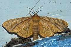 Thyrididae