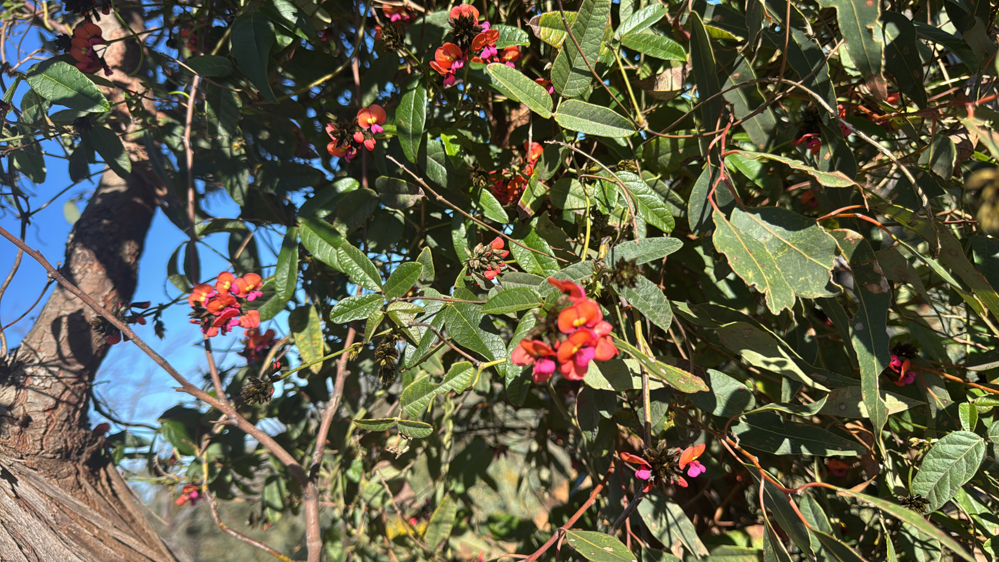 Imagem de Kennedia coccinea
