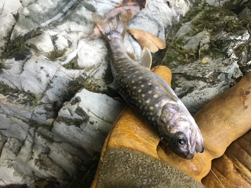 Whitespotted Char