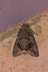 Plusiopalpa adrasta