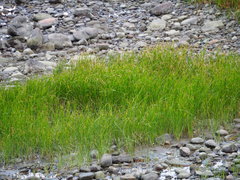 Bolboschoenus planiculmis