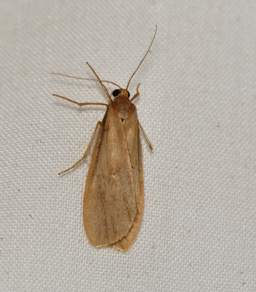 Scoliacma adrasta